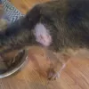Pupcakes Playcare, Georgia, Atlanta
