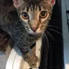 Pine Forest Animal Clinic, Texas, Conroe