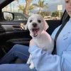 Mi Mascota Pet Shop and Grooming, California, South Gate