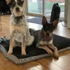 American Canine Training, California, Lakeside