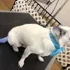 Groomingdale's Paw Spa, California, Sparks