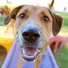 Pet Paradise Houston Will Clayton, Texas, Humble