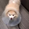 Brookhaven Animal Hospital, Georgia, Atlanta