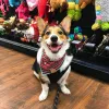 Kahoots Pet Store, California, Fallbrook