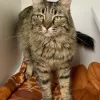 Nevada SPCA, California, Las Vegas