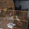 Omar's Exotic Birds, California, Lake Forest