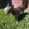 Pearland Animal Hospital, Texas, Pearland