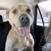 Sugar Land Animal Services, Texas, Sugar Land