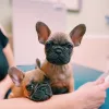 Pet Vaccination Clinic, Texas, San Antonio