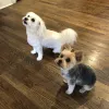Furside Pet Spa, Georgia, Atlanta
