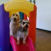 Canine Design Salon and Country Club, Colorado, Colorado Springs