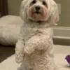 Haven The Dog Spot, Georgia, Marietta