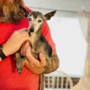 Wag-A-Long Pet Sitting, Hawaii, Kailua