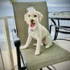 Affordable Pet Boarding, Hawaii, Waianae