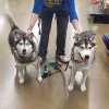 Petco, Texas, Arlington