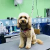 Dog Gone Fancy, Florida, North Palm Beach
