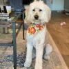 Dana Point Grooming and Pet Spa, California, Dana Point