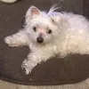 Petco, California, Westlake Village