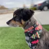 All Paws Animal Clinic, California, Hesperia