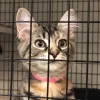 MEOW Cat Rescue & Adoption, Washington, Kirkland