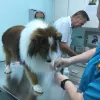 Crystal Lake Animal Hospital, Florida, Pompano Beach