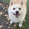 Fetch Pet Resort, Texas, Humble