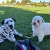 Dalmation Rescue Of Southern California, California, Newport Beach