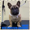 Petz Perfection Grooming, California, Santa Clarita