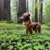 Scooter's Pals, California, Grass Valley