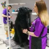 Playful Paws Grooming Salon & Daycare, New Jersey, Hoboken