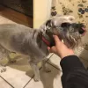 Coronado Pet Shoppe, Texas, Amarillo