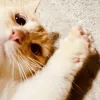 Perky Paws Pet Hospital, Texas, McKinney
