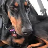 Doberman Rescue of North Texas, Texas, Grand Prairie