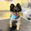 Bubbles Pet Spa, California, Encino