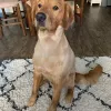 Love Your Pet, Texas, Flower Mound
