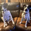 Pet Emergency Center, Florida, Fort Lauderdale