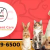 Pet Urgent Care, Florida, Wesley Chapel