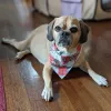 Sudsy Dog, California, Lakewood