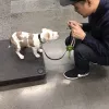OC Paws Dog Training, California, Huntington Beach