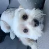 From Wags to Riches Mobile Grooming, California, Duarte