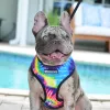 Poetic French Bulldogs, Florida, Pompano Beach