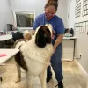 Scenthound - Jupiter, Florida, Jupiter