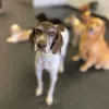 It's A Dog's Life Doggy Daycare & Resort, Georgia, Alpharetta