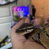 Pet Station - Reno, California, Reno