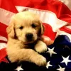 Donald Ross Village Animal Hospital, Florida, Palm Beach Gardens