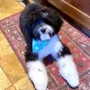 Yukiko's Dog Grooming, California, Salinas