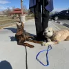 Innate Dog Training, California, Las Vegas