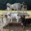 Camp K-9 Of Marin, California, Corte Madera
