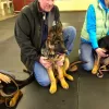 Granite State Dog Training Center, New Hampshire, Amherst