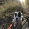 Adler Stein Kennels, California, Santa Clarita